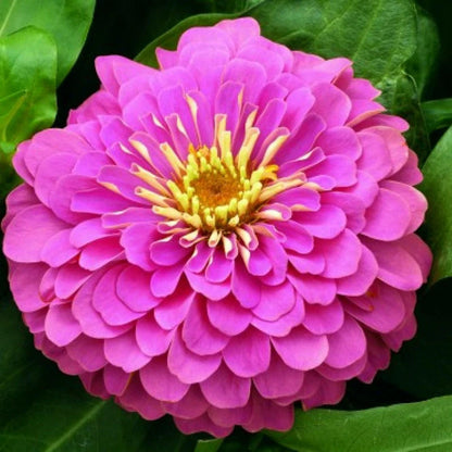 Zinnia Pink seeds for Planting