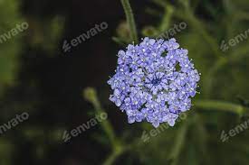yarrow flower seeds blue