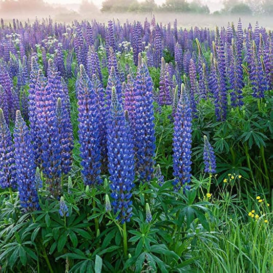 Lupine Wildflower Seeds blue