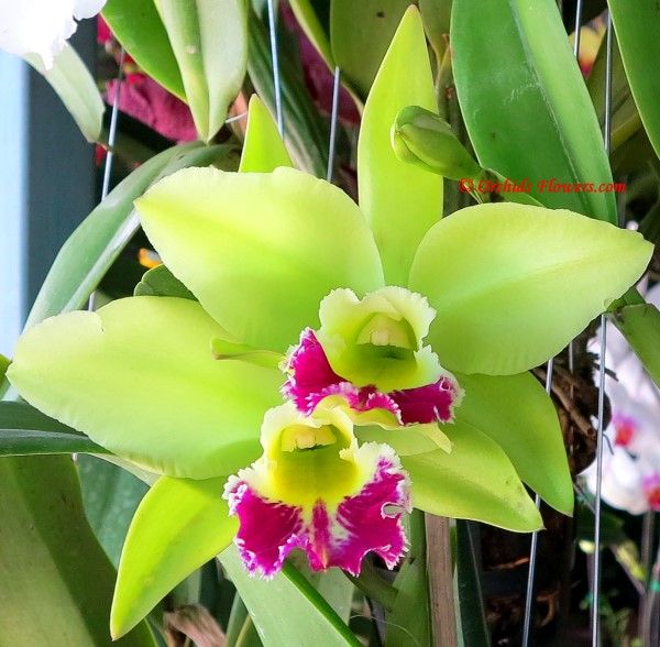 Green Cattleya Flower seeds for Planting - Long Bloom Season, Heirloom & GMO Free Seeds for Home Garden
