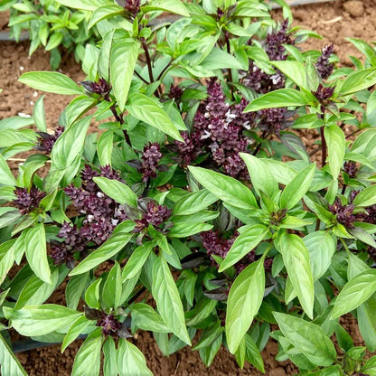 Graines d'herbe de basilic thaï Siam Queen
