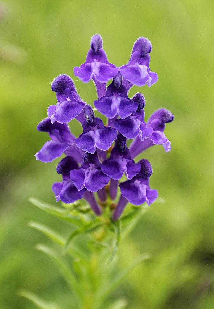 伝統種スカテラリアの花の種 植え付け用 乾燥に強い伝統種・遺伝子組み換えなし 家庭菜園向け
