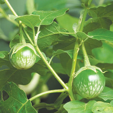 タイの丸ナスの野菜の種