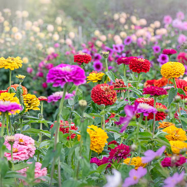 Summer Flower seeds for Planting - Bright Blooms, Heirloom & GMO Free Seeds for Home Garden