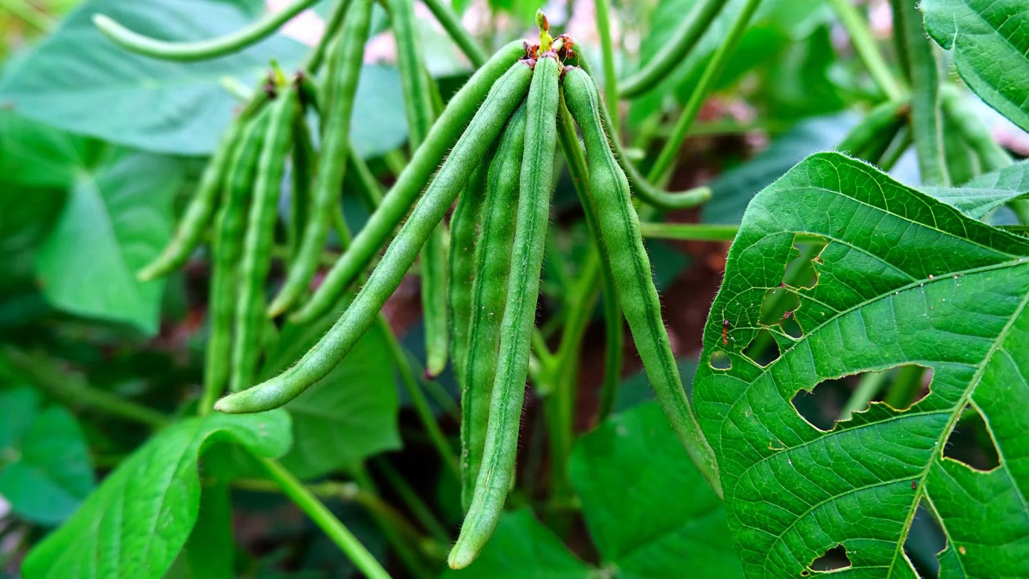 Mung Bean Vegetable Seeds