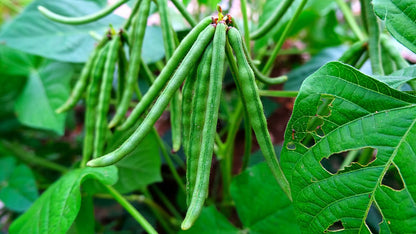 Mung Bean Vegetable Seeds