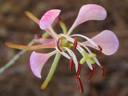 Scarlet Beeblossom Flower Seeds