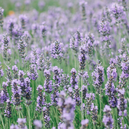 English Lavender Herb Seeds