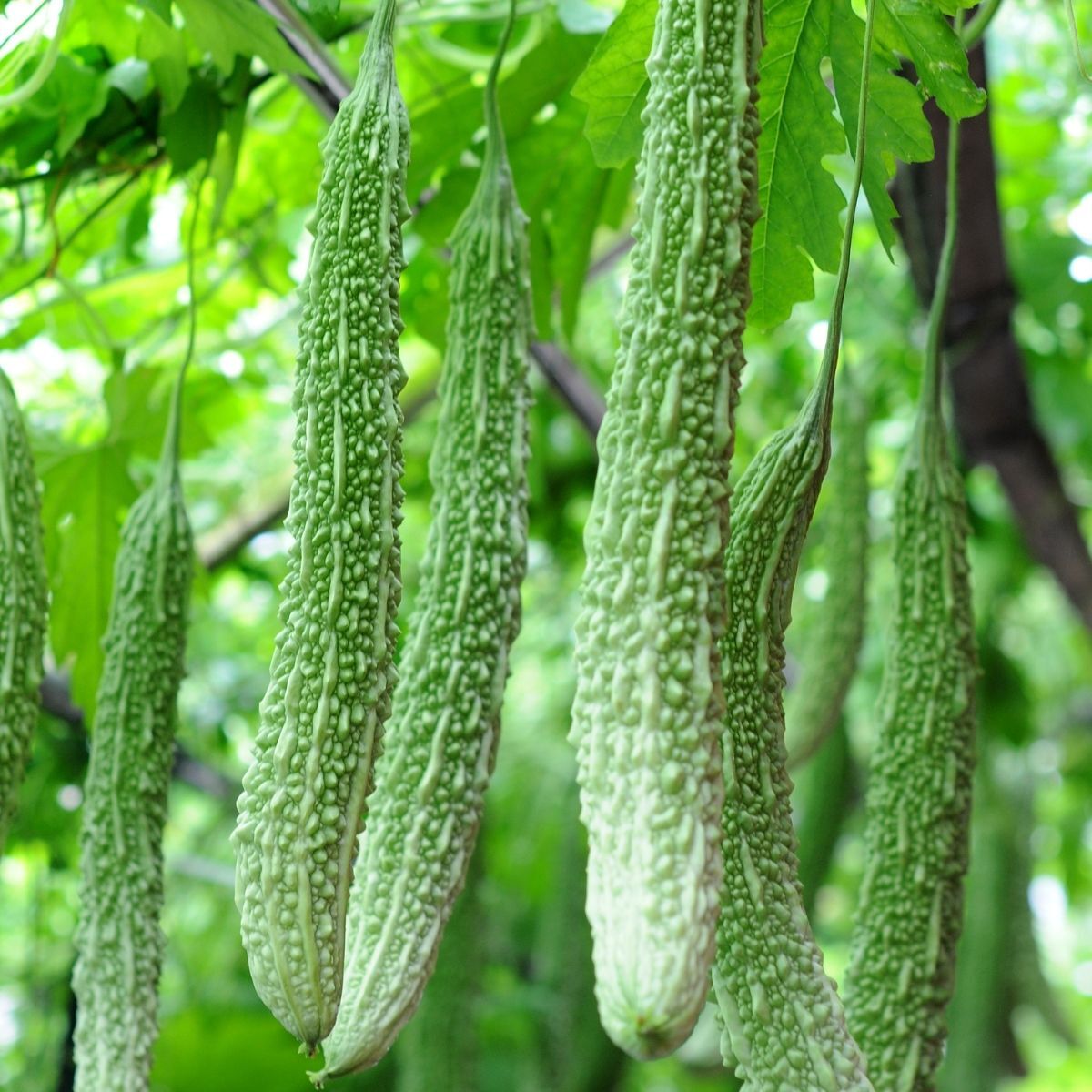 Japanese Long Bitter Gourd (Momordica charantia) Vegetable Seeds for Planting – Heirloom, Non-GMO, Annual