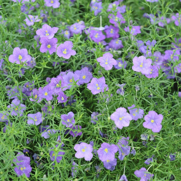 Cupflower Seeds
