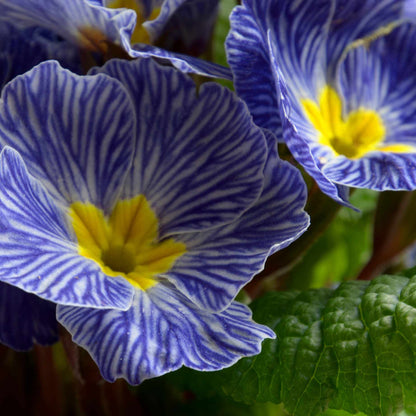 Primula 'Zebra Blue' Flower Seeds
