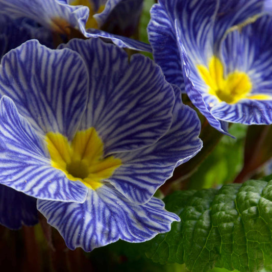 Primula 'Zebra Blue' Flower Seeds