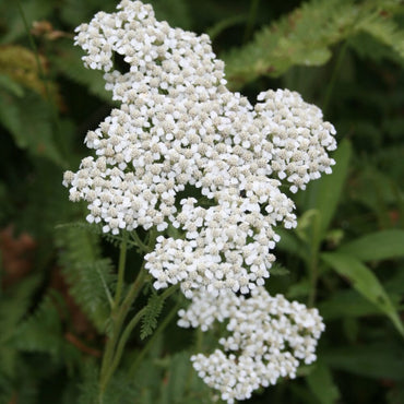 Achillea Millefolium (Common Yarrow) Seeds - Hardy Perennial with Vibrant Flower Clusters