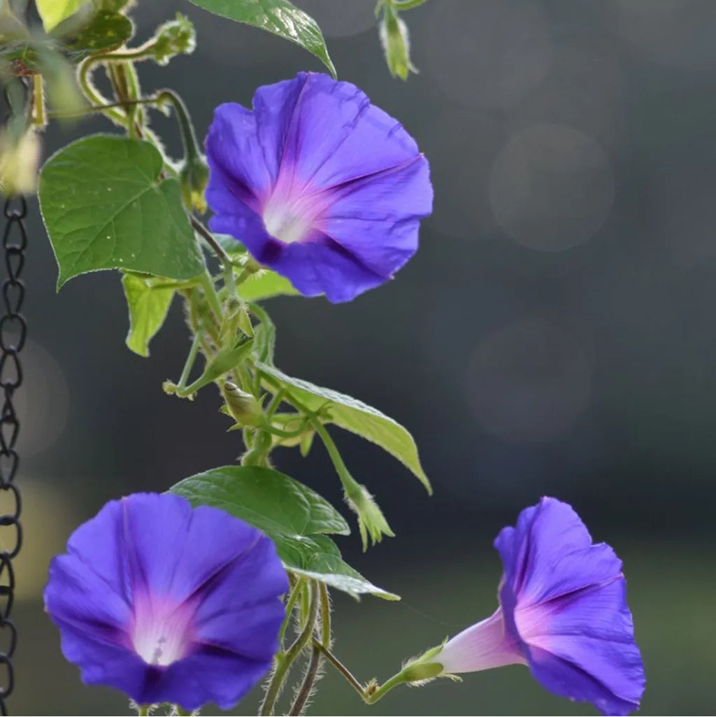 Purple Morning Glory Flower Seeds