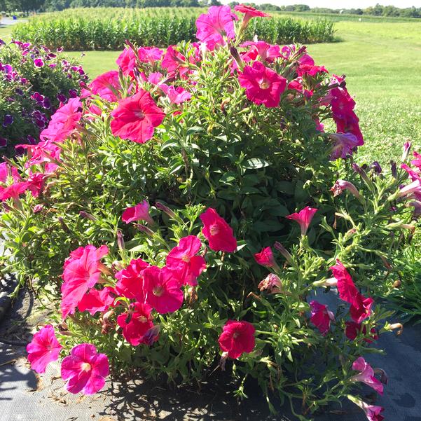 Pink Fuchsia Petunia Flower seeds for Planting - Hardy Variety, Heirloom & GMO Free Seeds for Home Garden