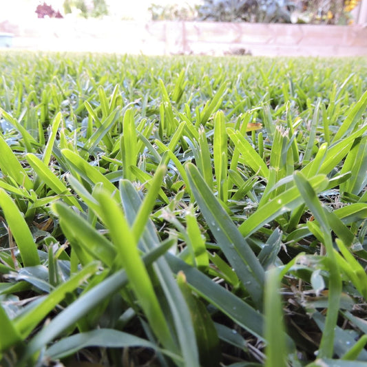Buffalo Grass Plant Seeds