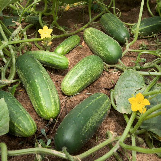 Cucumber Vegetable Seeds