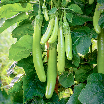 Green Eggplant Vegetable Seeds