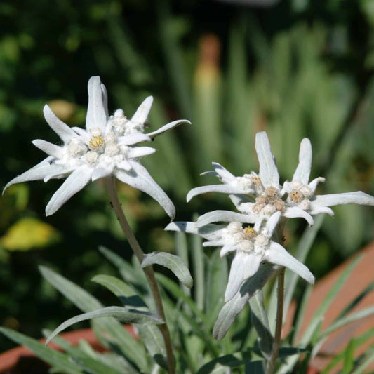 Edelweiss Rare Beauty Flower Seeds
