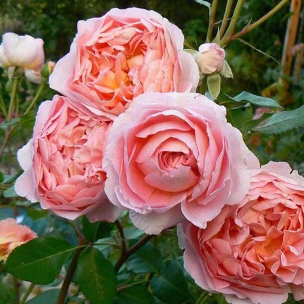 Climbing Abraham Darby Rose - Elegant Apricot-Pink Climbing Rose Bush for Your Garden