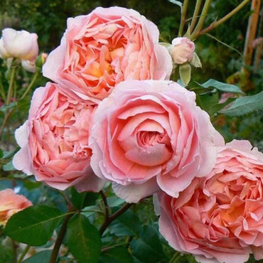 Climbing Abraham Darby Rose - Elegant Apricot-Pink Climbing Rose Bush for Your Garden