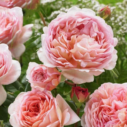 Climbing Abraham Darby Rose - Elegant Apricot-Pink Climbing Rose Bush for Your Garden
