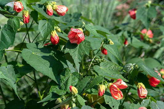 Abutilon Striatum Seeds for Planting