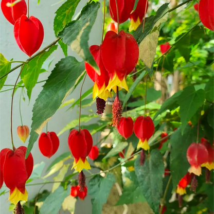 Semillas de flores de Abutilon Megapotamicum