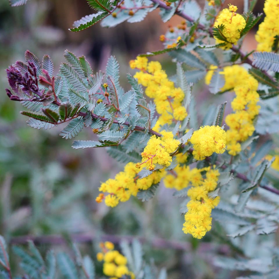 Acacia Baileyana ‘Purpurea’ Flower Seeds