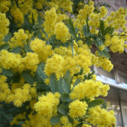 Acacia Baileyana ‘Purpurea’ Flower Seeds
