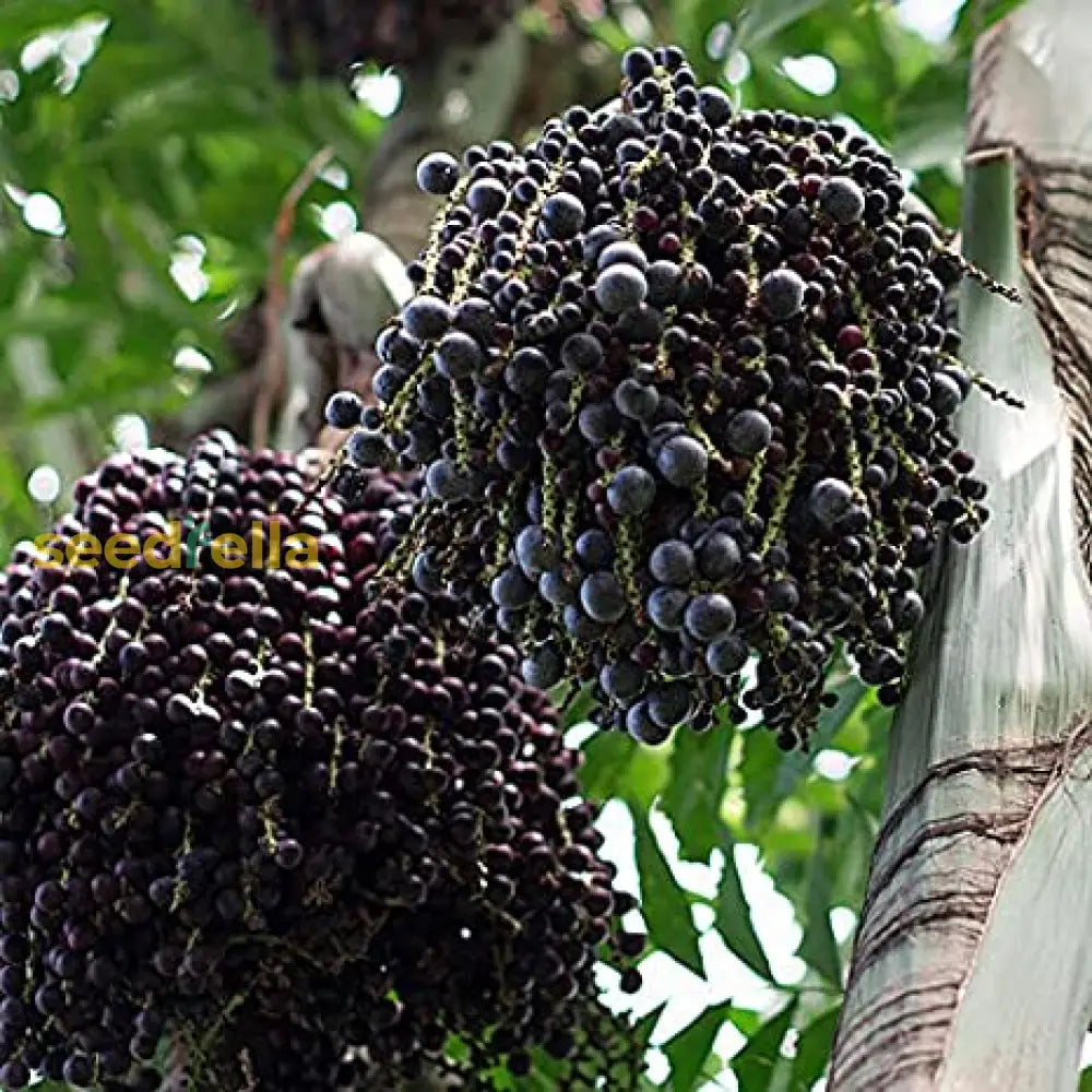 Acai Fruit Seeds Collection For Easy Planting heirloom non-gmo organic garden seeds