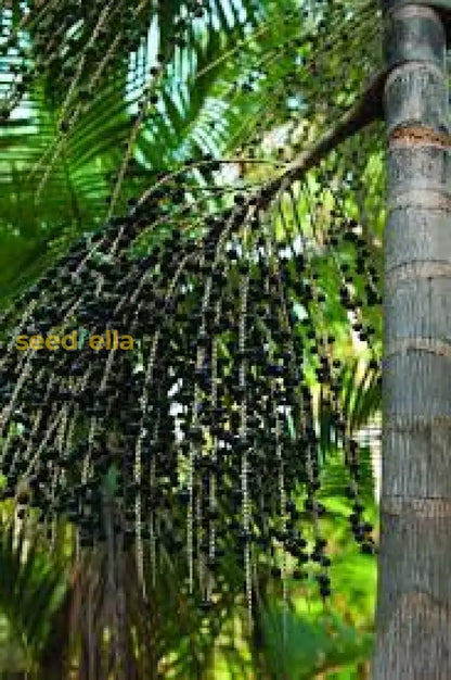 Acai Fruit Seeds Collection for Easy Planting