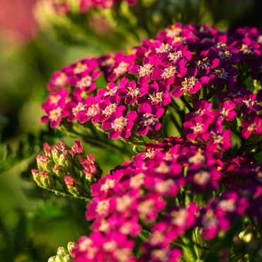 Achillea 'Pink Beauty' Seeds - Soft Pink Perennial with Elegant Flower Clusters