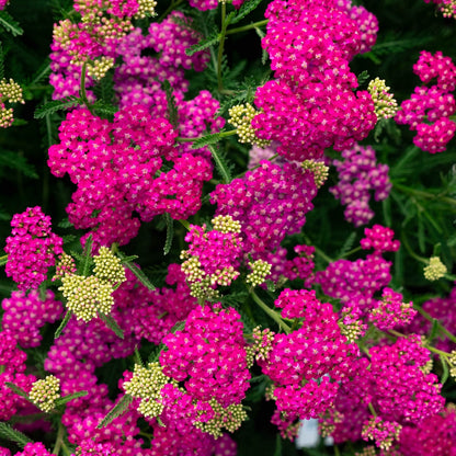 Achillea 'Pink Beauty' Seeds - Soft Pink Perennial with Elegant Flower Clusters