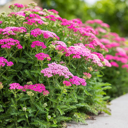 Achillea 'Pink Beauty' Seeds - Soft Pink Perennial with Elegant Flower Clusters