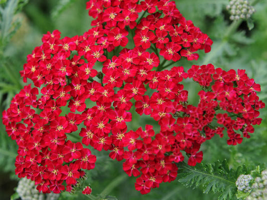 Red Yarrow Flower Seeds
