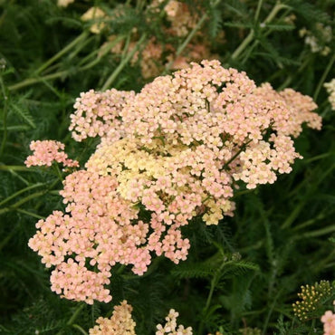 Achillea 'Salmon Beauty' Seeds - Soft Salmon-Pink Perennial with Lush Flower Clusters