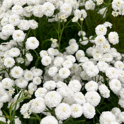 Achillea 'The Pearl' Seeds - Elegant White Perennial with Delicate Flower Clusters