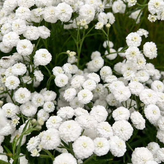 Achillea 'The Pearl' Seeds - Elegant White Perennial with Delicate Flower Clusters