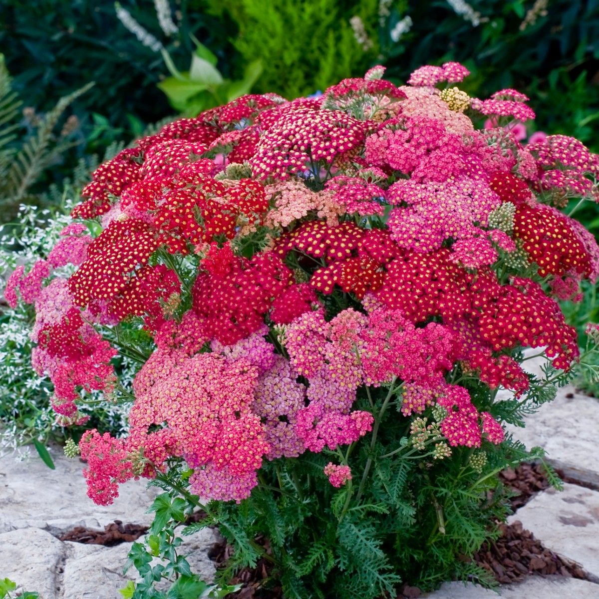 Achillea 'Summer Pastels' Seeds - Soft Colored Perennial with Vibrant Flower Clusters