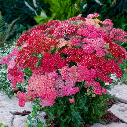 Achillea 'Summer Pastels' Seeds - Soft Colored Perennial with Vibrant Flower Clusters