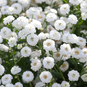 Achillea 'The Pearl' Seeds - Elegant White Perennial with Delicate Flower Clusters