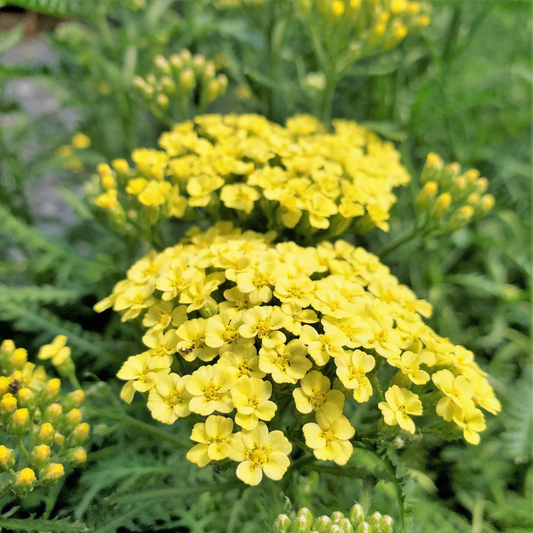 Achillea 'Sunny Seduction' Seeds - Bright Yellow Perennial with Bold Flower Clusters