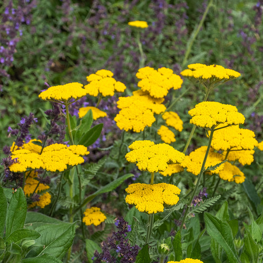 Achillea 'Coronation Gold' Seeds - Bright Yellow Perennial with Hardy, Long-Lasting Blooms