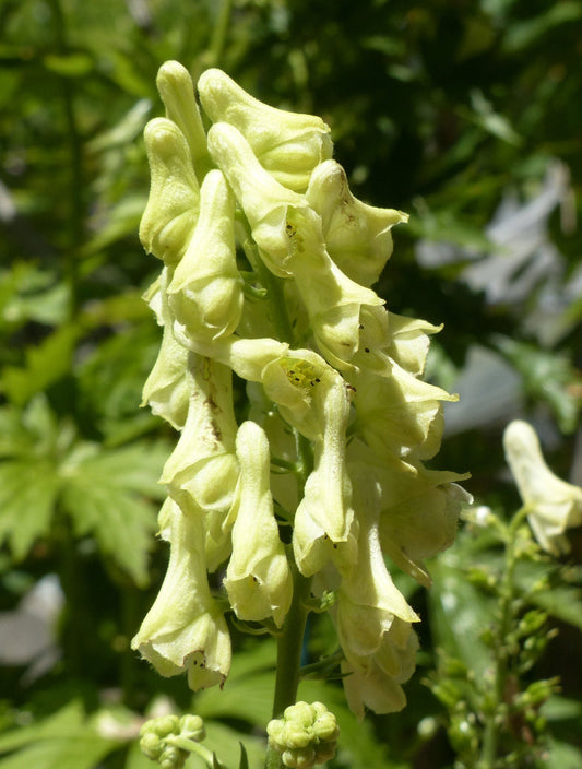 Lycoctonum Flower seeds for Planting Drought Tolerant Heirloom & GMO Free Seeds for Home Garden 
 
 Sale for planting in home garden