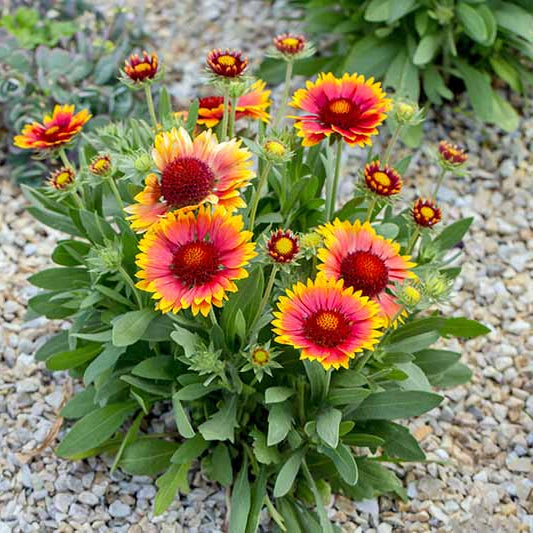 Gaillardia Grandiflora Blanketflower Seeds