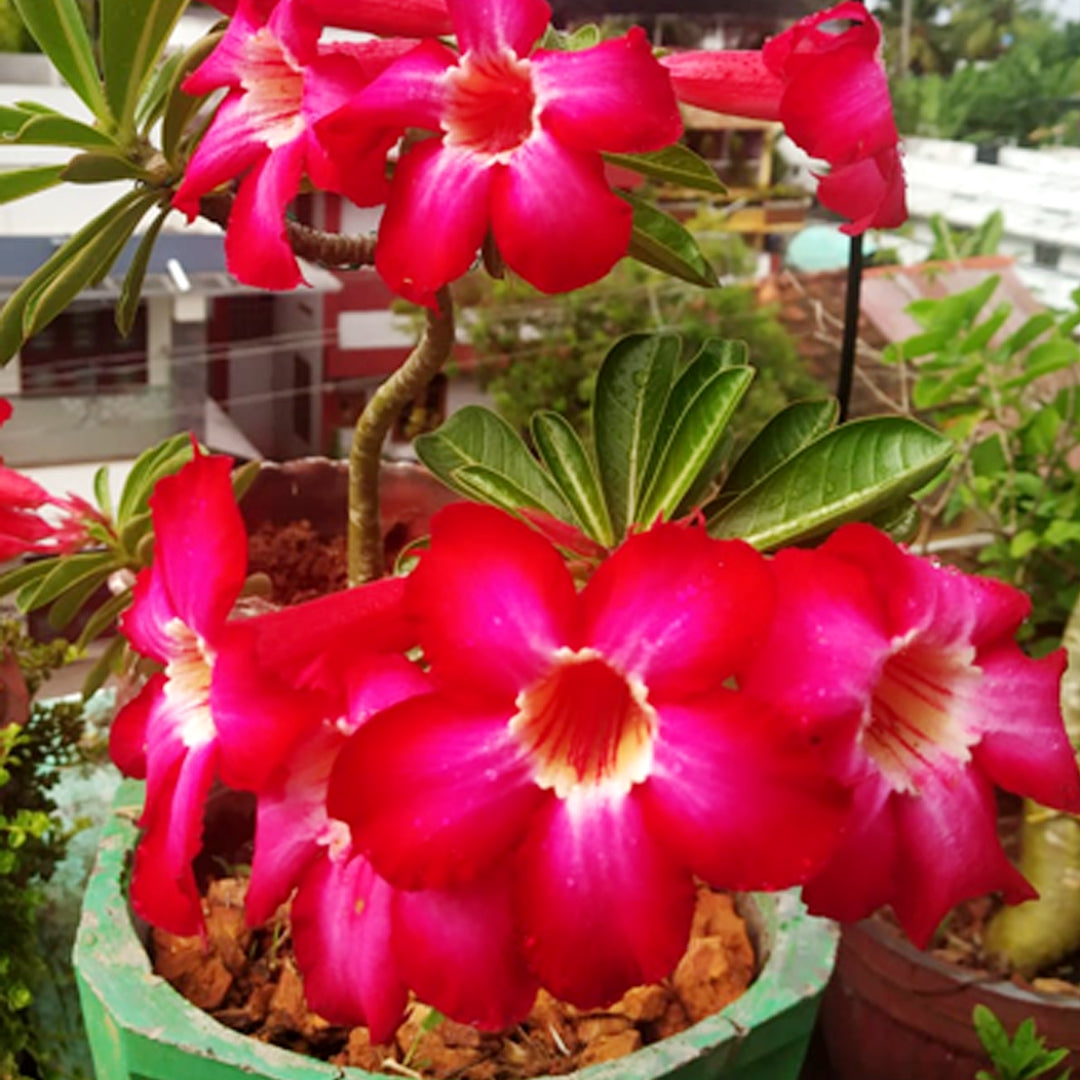 Red Desert Rose Flower Seeds