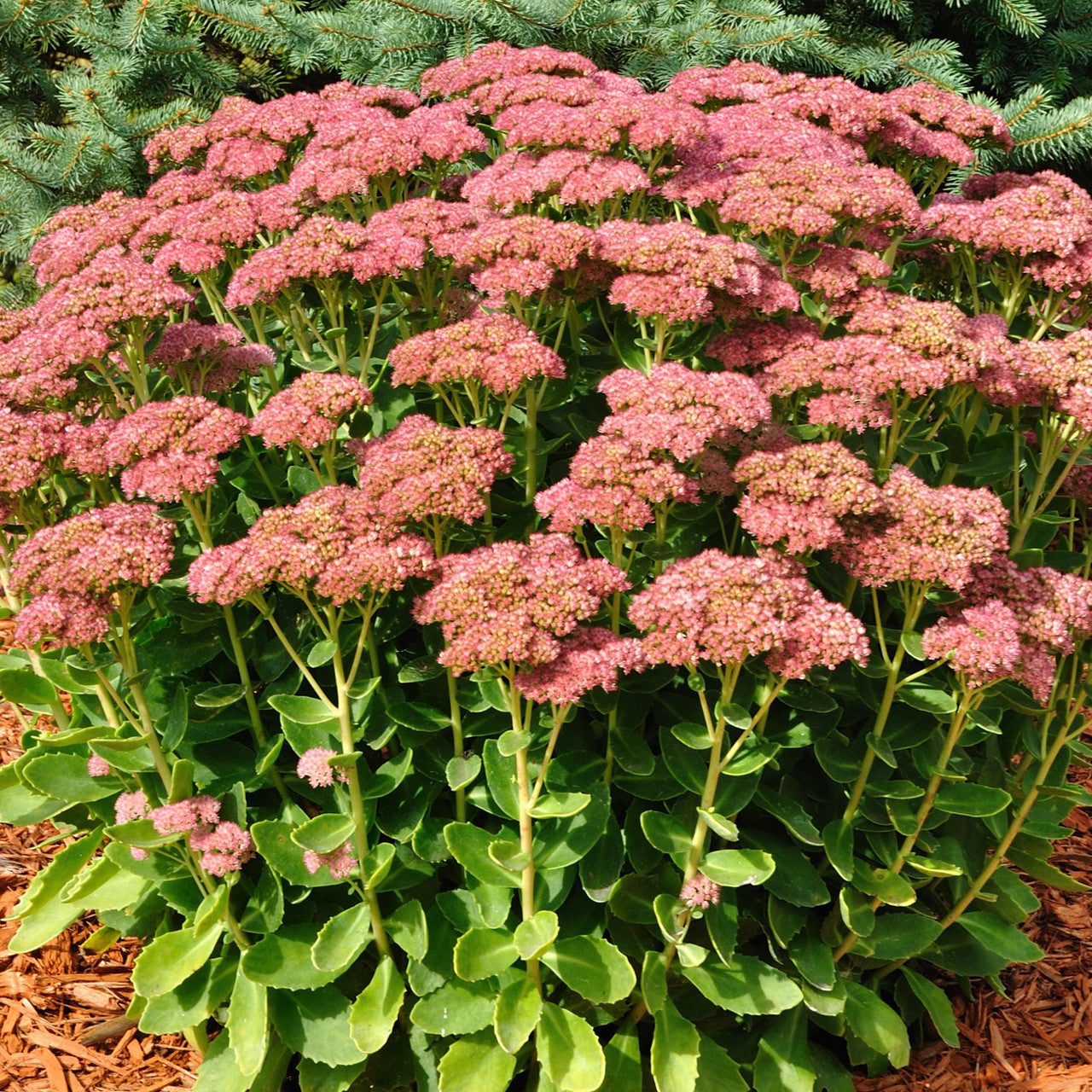 Semi di Sedum Semi di Erba di Stonecrop Spettacolari