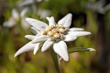Edelweiss Rare Beauty Flower Seeds