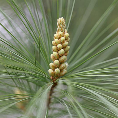 pine seeds to plant Eastern White Pine Tree Seeds for Planting – Heirloom, Non-GMO, Evergr – Pure Asia Seeds